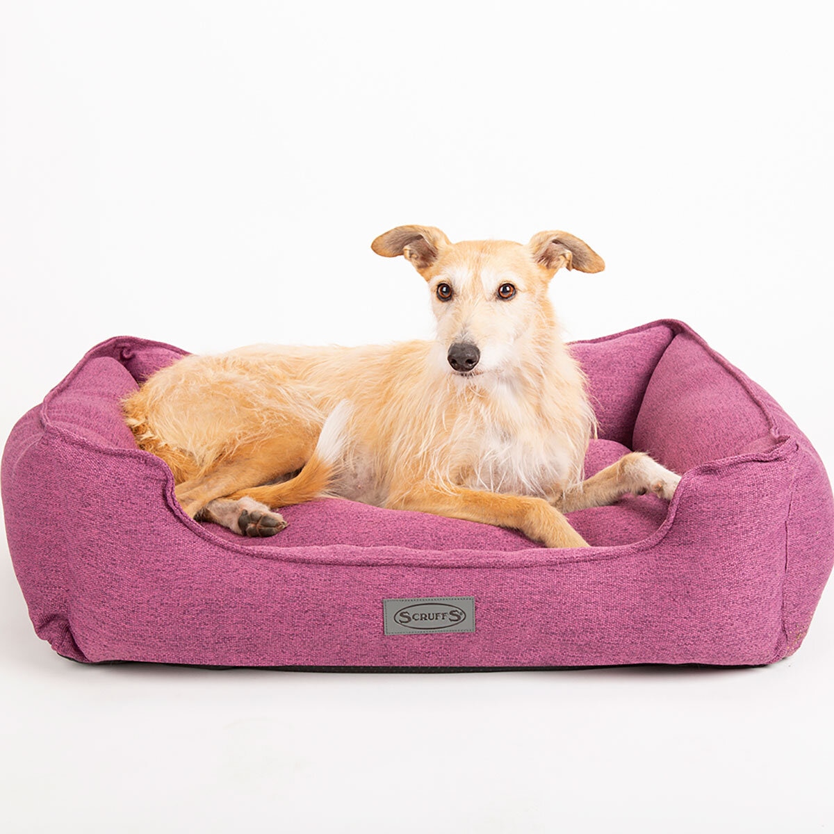 Beige Dog in Pet Bed