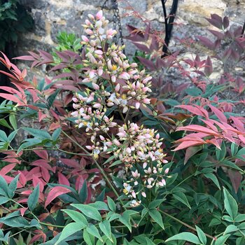 Nandina Obsessed Potted Evergreen Shrub