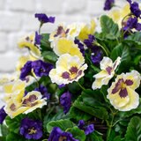 Artificial Flower Hanging Basket in 3 Colours Artificial Flower Hanging Basket in 3 Colours