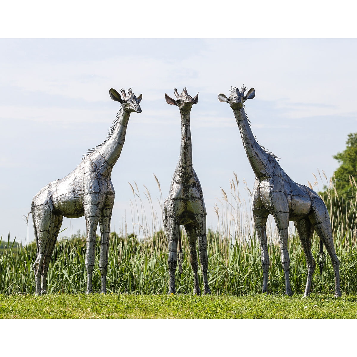 3 Giraffes