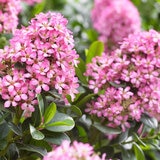 Escallonia Pink Ellle