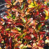 Coprosma Evening Glow